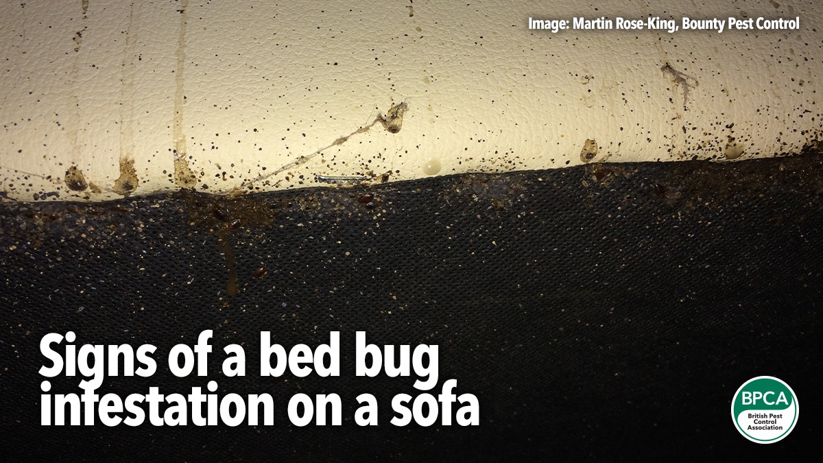 bed-bugs-a-z2